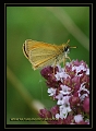 essex skipper butterfly-3